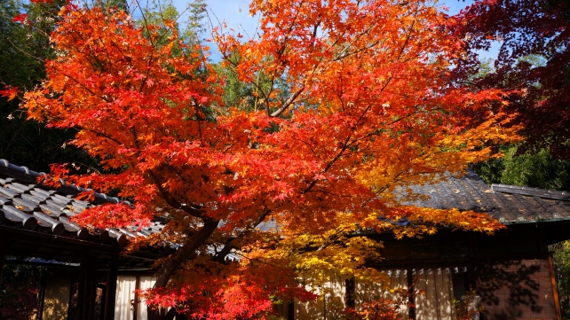 鹿王院の茶庭と見ごろの紅葉