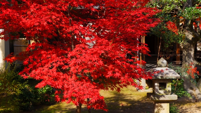 鹿王院の本堂付近の真っ赤な紅葉と燈籠