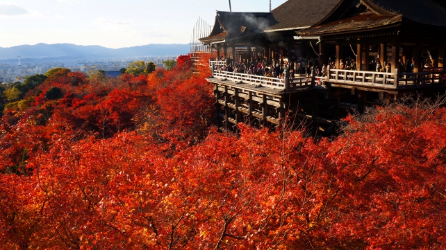見ごろの紅葉につつまれた清水寺の舞台