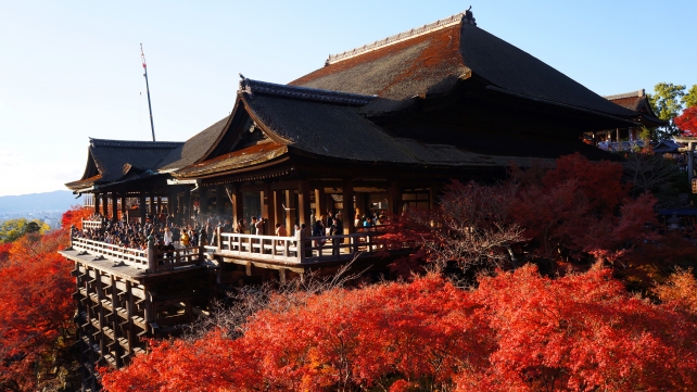 京都清水寺の本堂と真っ赤な見ごろの紅葉