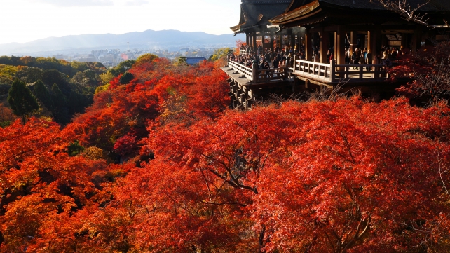 清水寺 清水の舞台 真っ赤な見ごろの紅葉