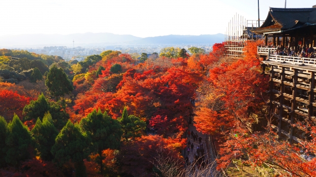 清水寺の本堂と見ごろの紅葉