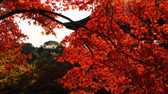 清水寺の舞台と見ごろの真っ赤な紅葉