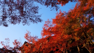清水寺の下から眺めた本堂と見ごろの紅葉 11月