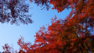 清水寺の下から眺めた本堂と見ごろの紅葉
