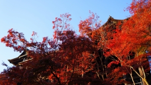 清水寺の下から眺めた本堂と見ごろの紅葉 11月28日
