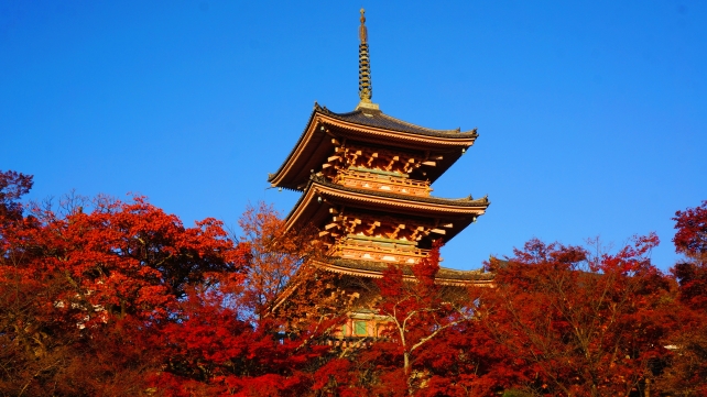 京都清水寺の三重塔と見ごろの紅葉と青い空