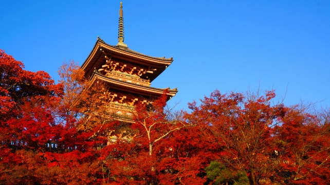 紅葉につつまれた清水寺の三重塔と青い空