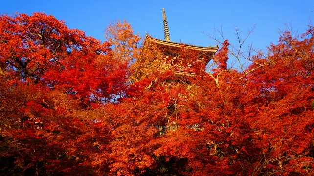 清水寺の三重塔と見ごろの美しい紅葉と青い空