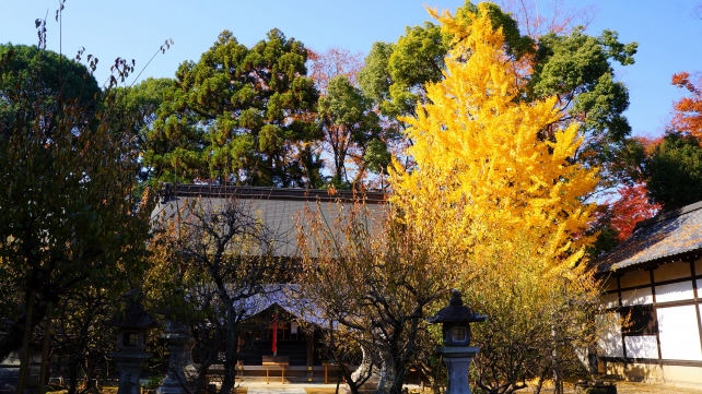 北野天満宮の一夜松神社と見ごろの銀杏の黄葉