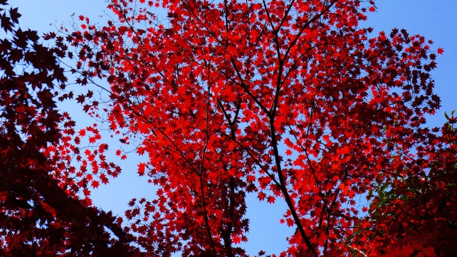 北野天満宮 もみじ苑 見ごろの真っ赤な紅葉と青い空