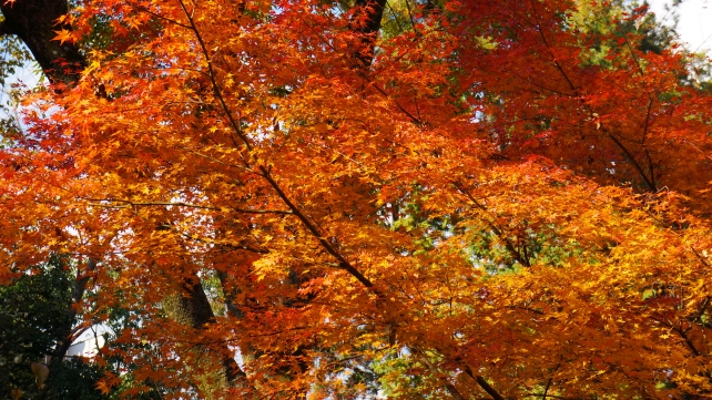 京都北野天満宮のもみじ苑の見ごろの紅葉