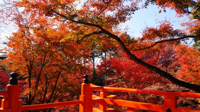 北野神社のもみじ苑の舞台の見ごろの紅葉