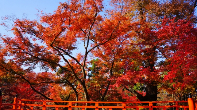 紅葉に染まった北野天満宮もみじ苑の舞台