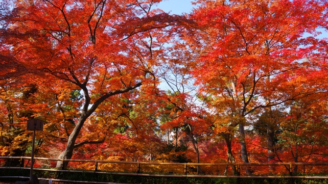 北野神社もみじ苑の舞台付近の見ごろの紅葉