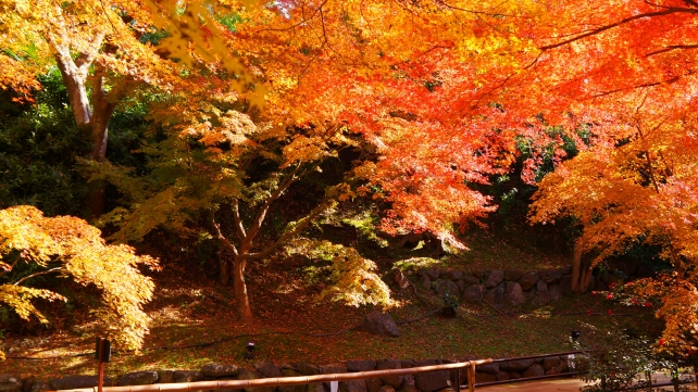 紅葉につつまれた北野天満宮もみじ苑の竹林付近