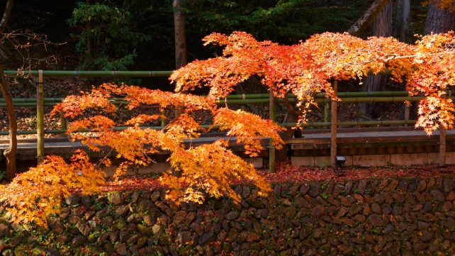 北野神社もみじ苑の竹林付近の見ごろの紅葉