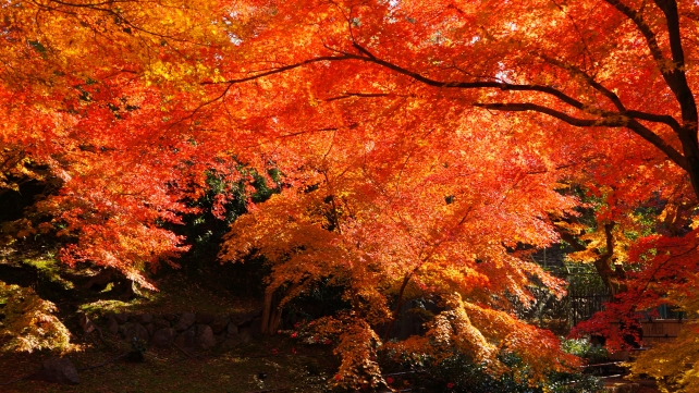 紅葉に染まった北野神社もみじ苑の竹林付近