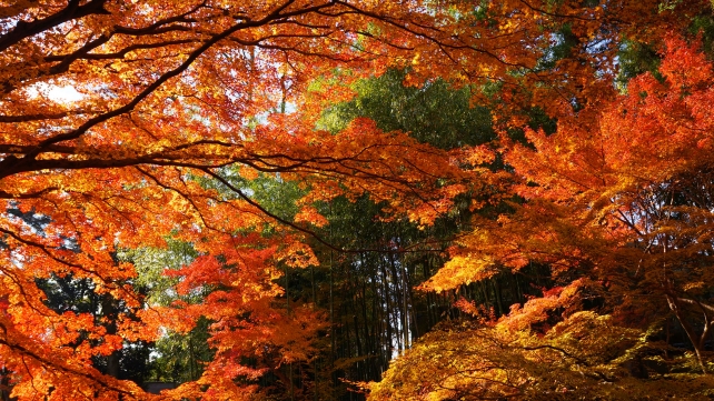 京都北野天満宮もみじ苑の竹林付近の見ごろの紅葉