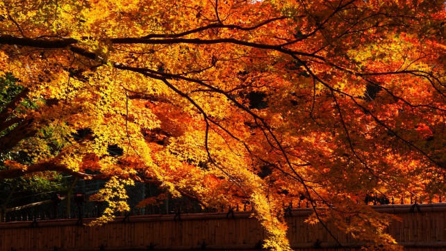 北野神社 もみじ苑 竹林 見ごろの紅葉