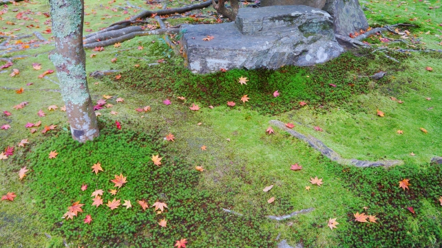 表玄関 散り紅葉と苔 風情