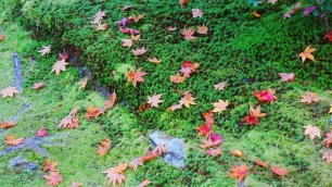 苔と散り紅葉