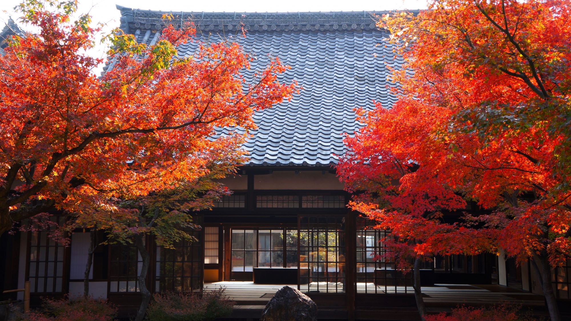 鮮やかな紅葉につつまれた建仁寺