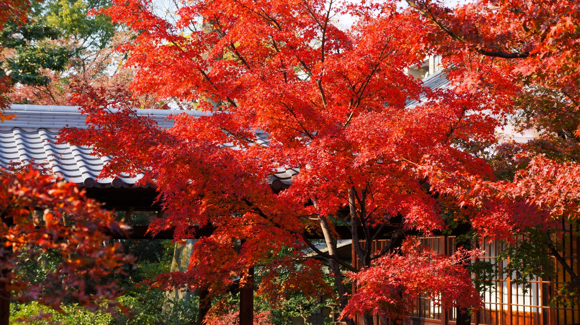 建仁寺の情熱的な真っ赤な紅葉