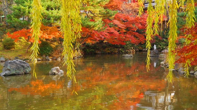 円山公園の池の柳と見ごろの紅葉