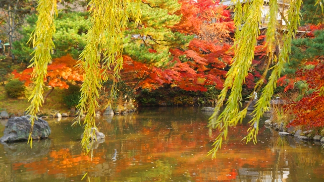 円山公園の池の見頃の紅葉と柳