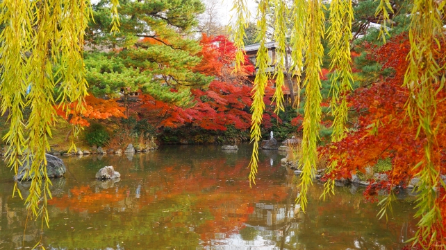 円山公園の池の見ごろの紅葉と柳