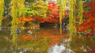 円山公園の池の見ごろの紅葉と柳 2013年12月2日