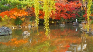 円山公園の池の見ごろの紅葉と柳 2013年12月2日