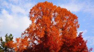 円山公園の色づく木