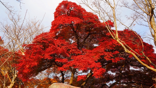 円山公園の見ごろの真っ赤な紅葉