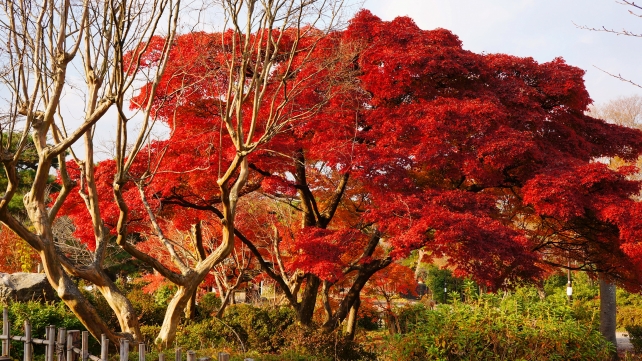 円山公園の見頃の真っ赤な紅葉