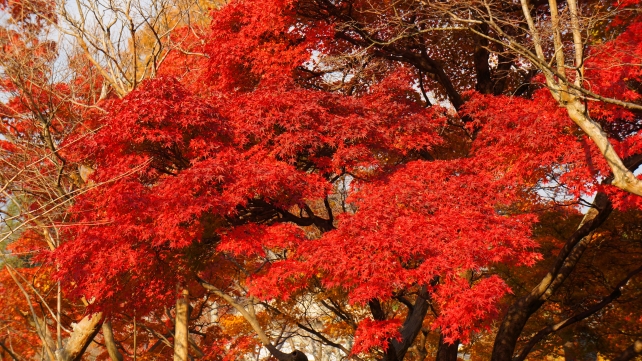 円山公園の見ごろの真っ赤なもみじ 2013年12月2日