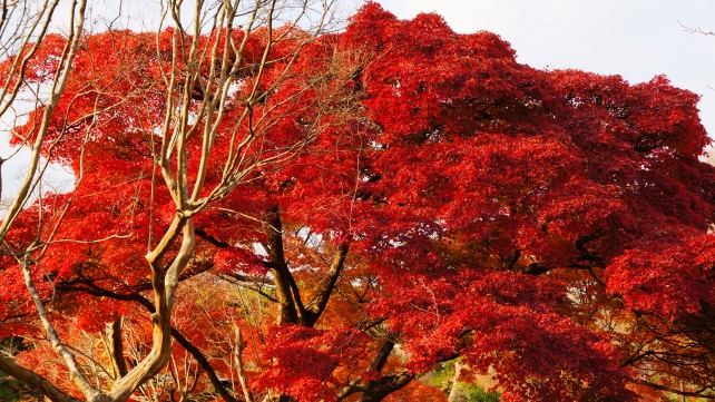円山公園の見ごろの真紅の紅葉
