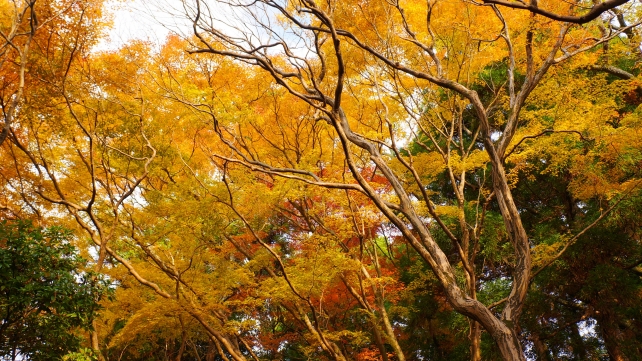 円山公園の見頃の紅葉
