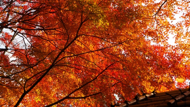 円山公園の見ごろの紅葉