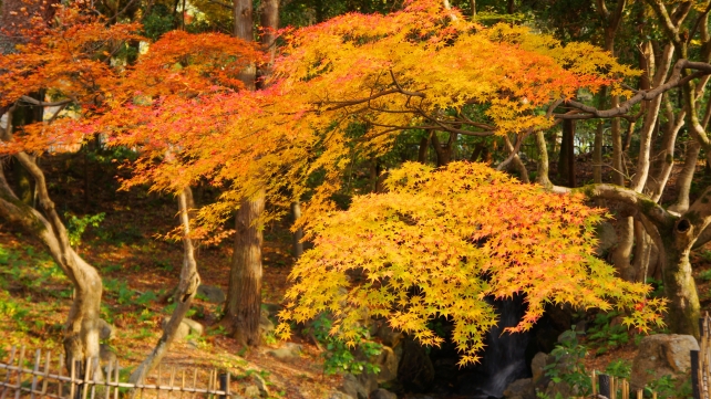 円山公園の小川と見ごろの紅葉 2013年12月2日