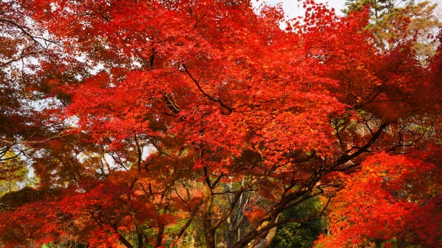 円山公園の色づいた紅葉