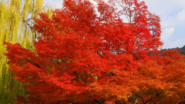 円山公園の見頃の紅葉と柳