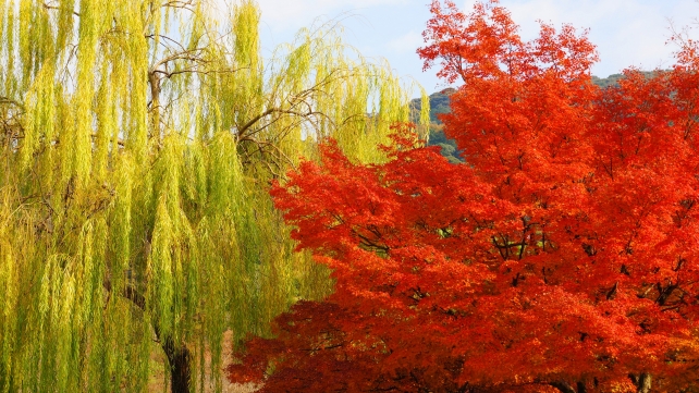 円山公園の見ごろの紅葉と柳