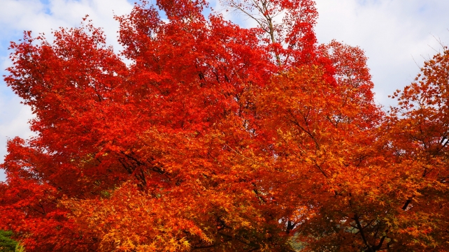 円山公園の見ごろの紅葉
