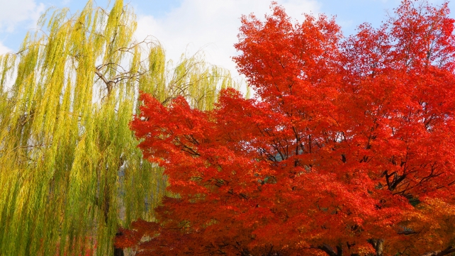 円山公園の見ごろの紅葉と柳のコラボレーション