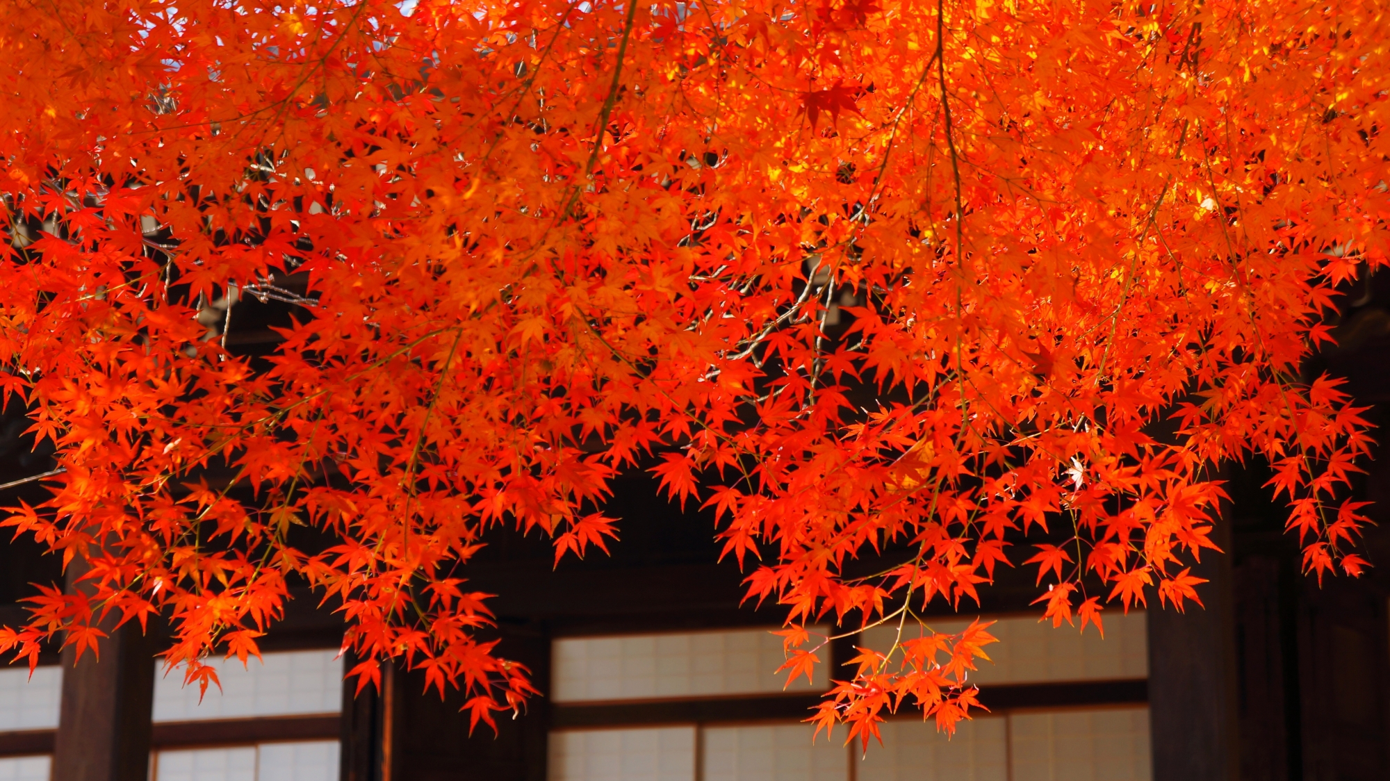 光明寺の絶品の秋の彩り