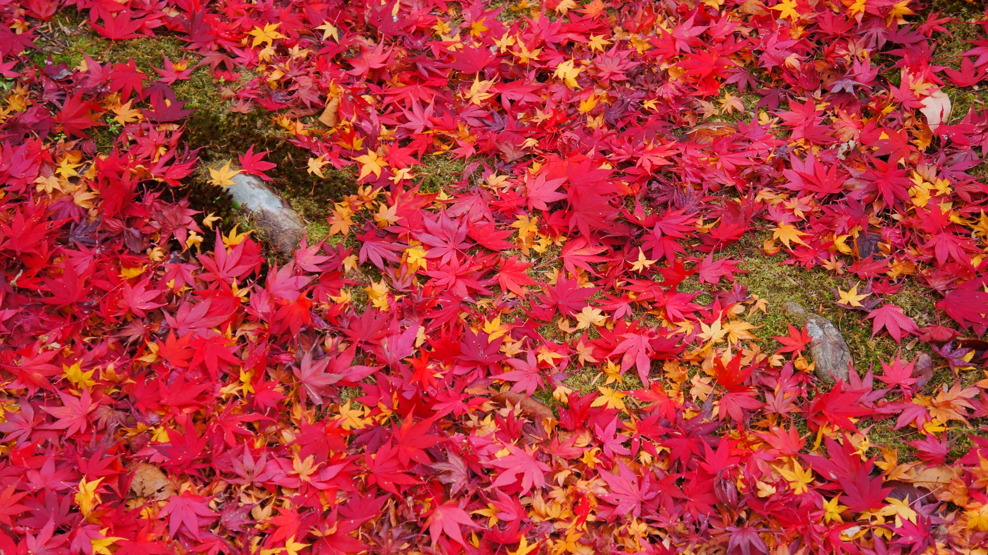 光明寺の御影堂横の散り紅葉