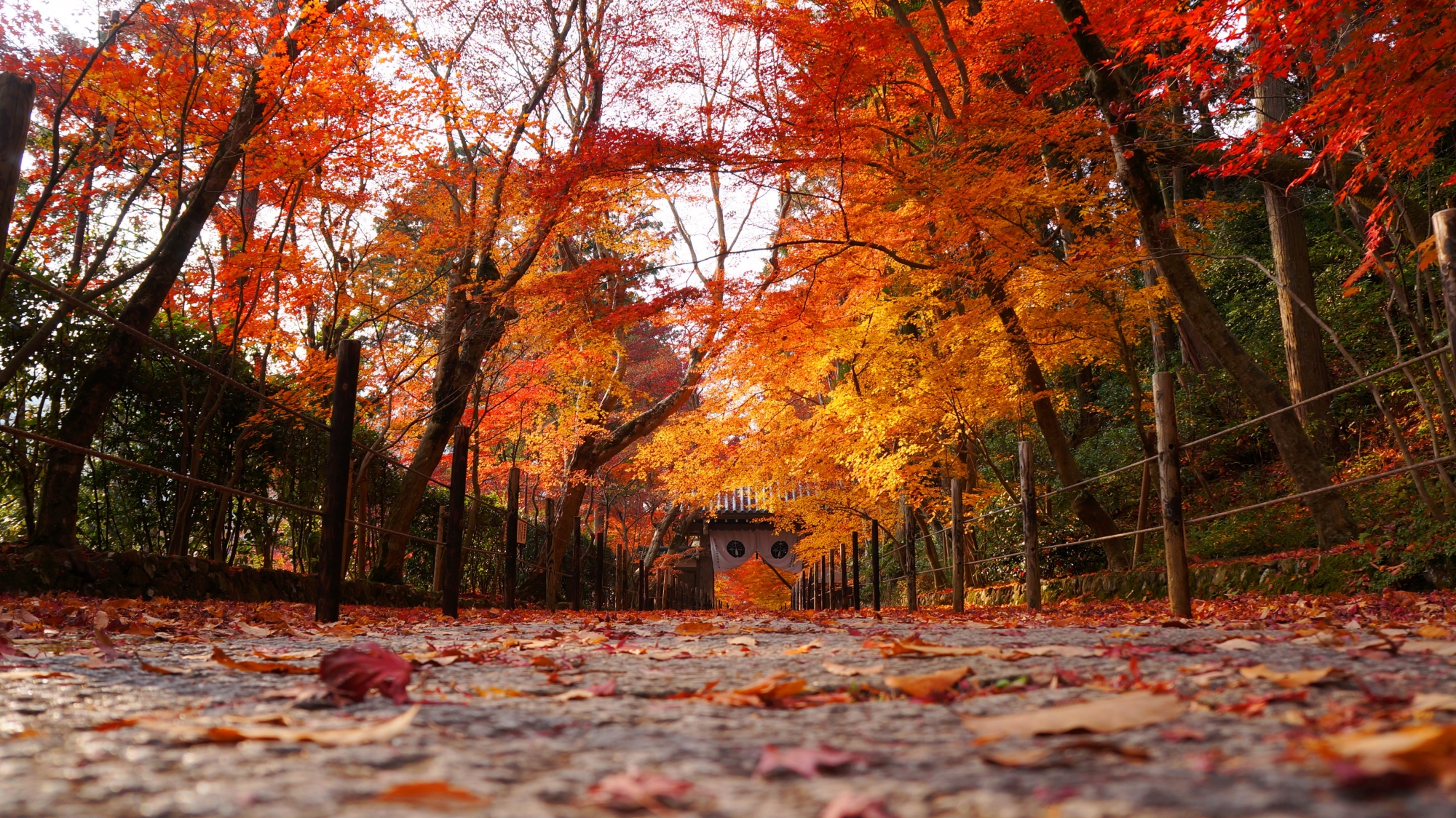光明寺の素晴らしい紅葉と秋の情景