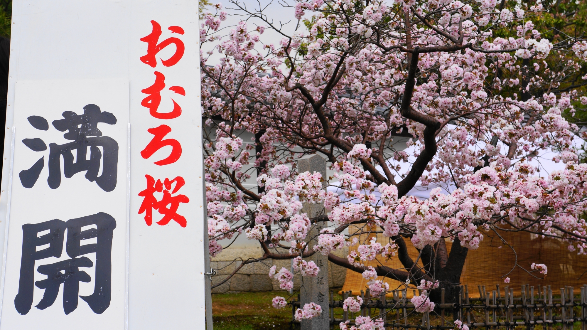 京都の桜の時期が終わりに近づくとともに花開く御室桜